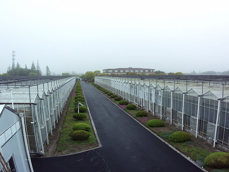 玻璃温室大棚